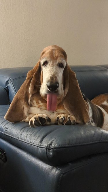 Old Bassett hound yawning