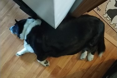 Chunky corgi lays in hallway with back pressed against corner