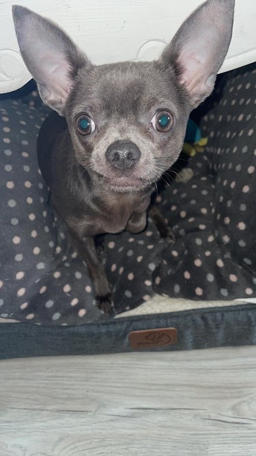 Chihuahua mix puppy with enormous ears