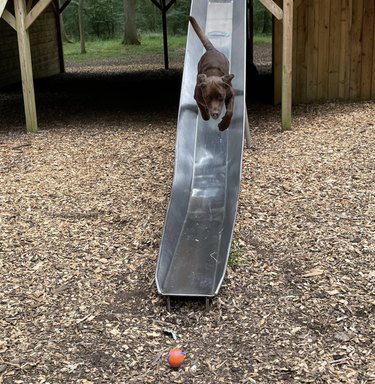 dog running down metal slide