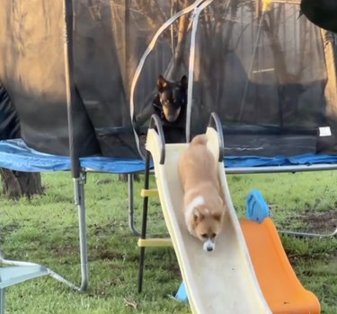 dog sliding down a plastic slide