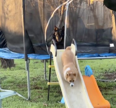 18 Dogs Enjoying Sliding Fun at the Park