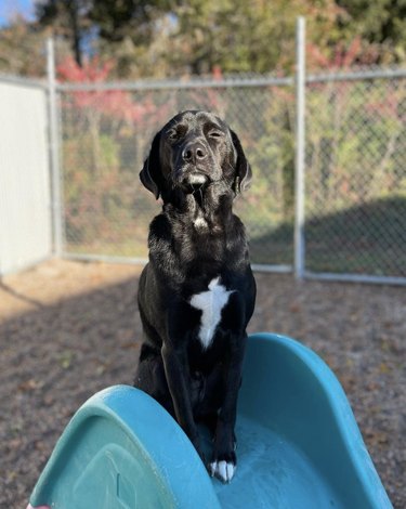 dog standing proudly on slide