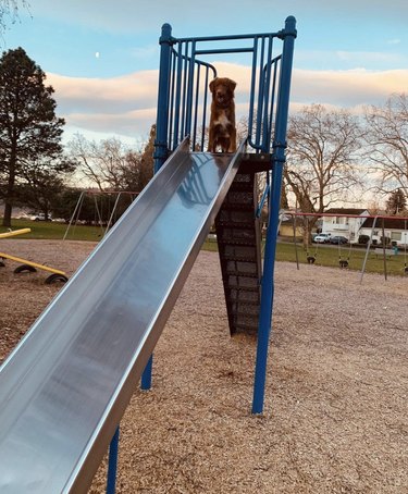 dog on metallic slide