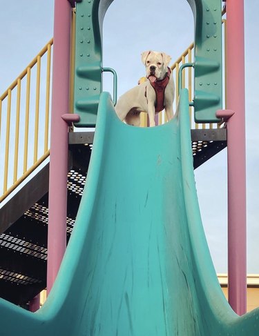 dog at the top of a teal plastic slide