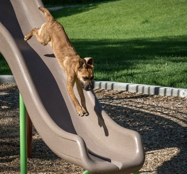 dog jumping down beige plastic slide