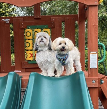 two dogs on top of plastic slide