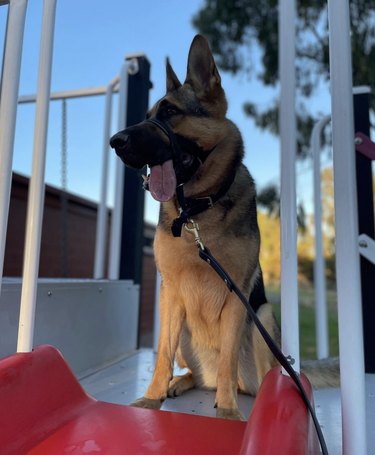 German shepherd dog at top of slide