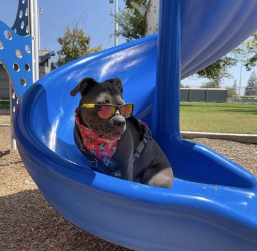 dog with sunglasses on blue plastic slide