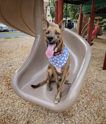 dog sitting at the edge of a plastic slide
