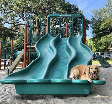 dog resting on teal plastic slide