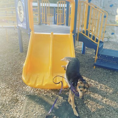 dog coming down yellow plastic slide