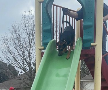 dog on green plastic slide