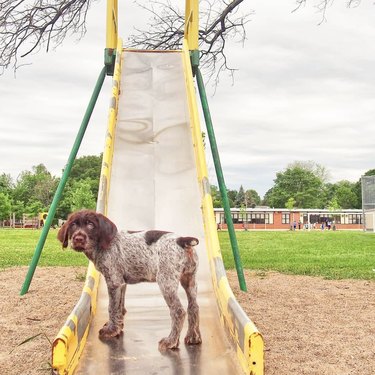 dog standing on metal slide