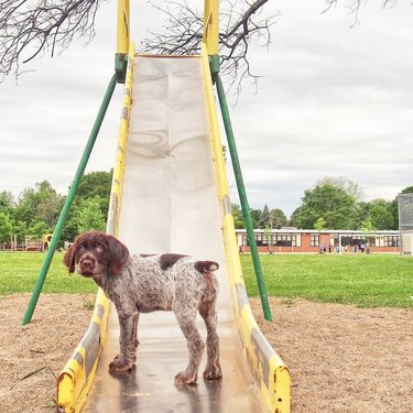 Dogs playing on the slide #dog #dogs #doglover #dogfunny