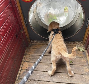 dog staring down tube slide