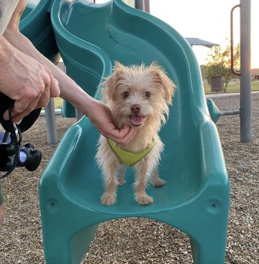 dog standing on teal plastic slide