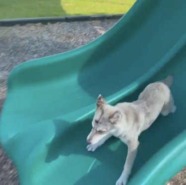 husky dog sliding down green slide