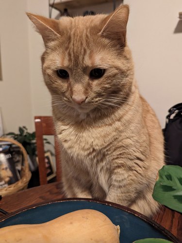 Orange cat staring down at a sqaush on a plate.