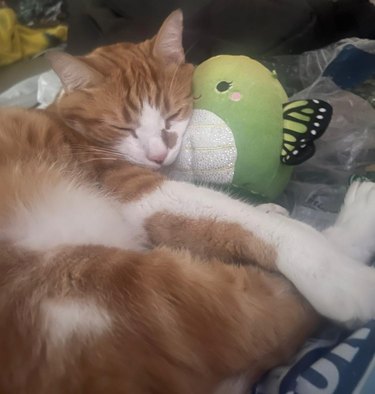 An orange cat is sleeping with their favorite plush toy, Mallow.