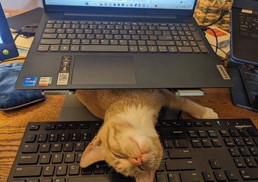 An orange cat sleeps under a laptop, with their head resting on a keyboard.