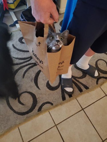 Cat being carried in paper bag
