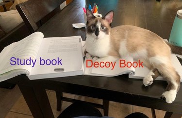 Cat laying on open "decoy" book next to open "study" book
