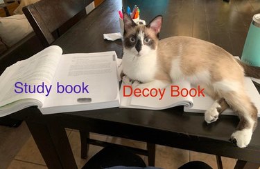 Cat laying on open “decoy” book next to open “study” book