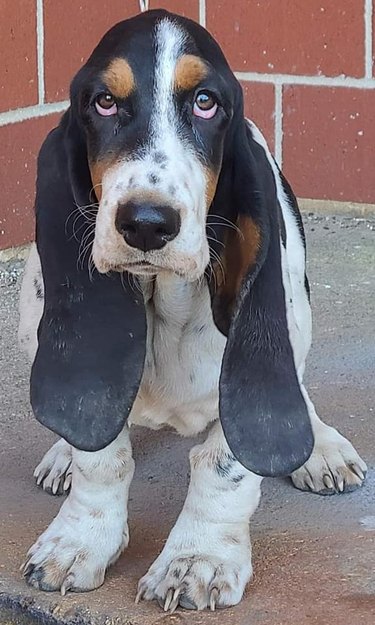 dog with droopy ears