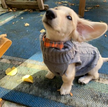 dog with big ears wearing a sweater.