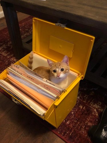 Cat sitting in portable plastic filing box