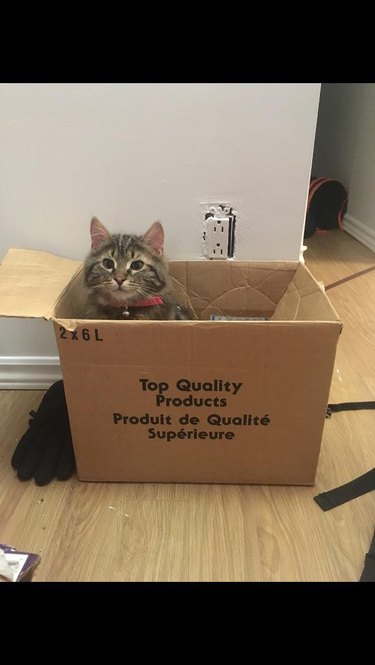 Cat sitting in box that says "Top Quality Produce"