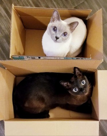 Two cats sitting in side by side cardboard boxes