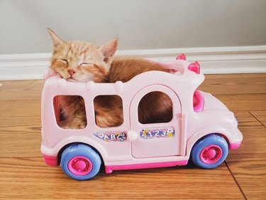 Kitten sleeping in pink plastic toy van