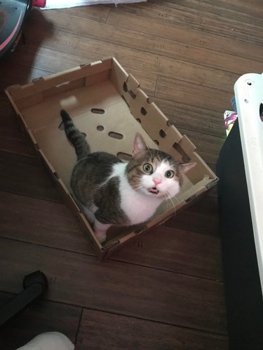 Cat sitting in lid of cardboard box