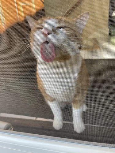 An orange cat is licking a window screen.