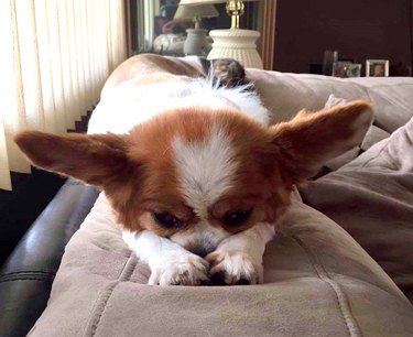 sleeping dog with big ears.