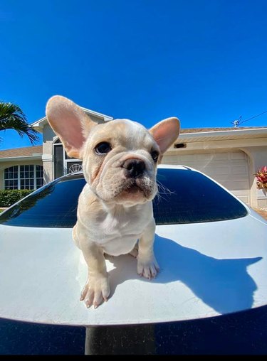 bulldog puppy with big ears.