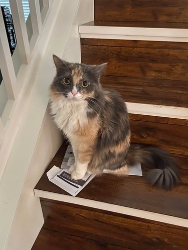 Cat sitting on two pieces paper on the stairs