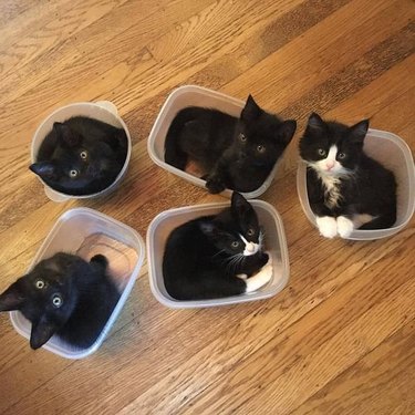 Five kittens sitting in small plastic containers