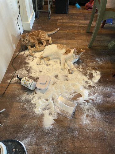 Two orange cats spill and play with a bag of sugar on a hardwood floor.