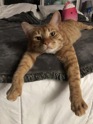 An orange cat has their long arms draped over the foot of a bed.