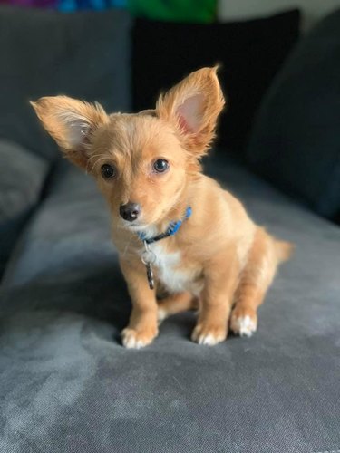 puppy with big ears.