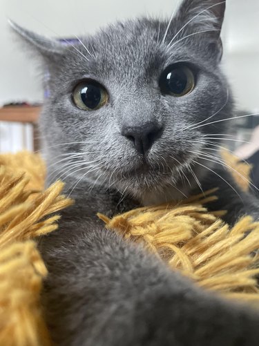 Gray kitten with big eyes is staring at the camera and wrapped in a yellow blanket.