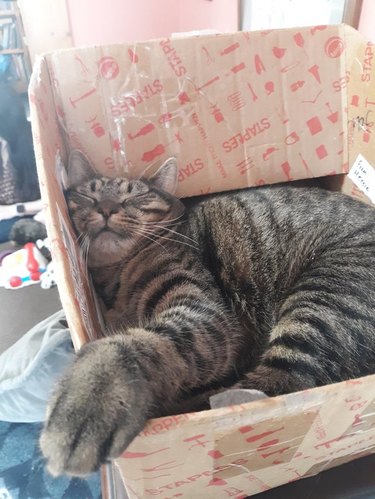 Cat sleeping in cardboard box