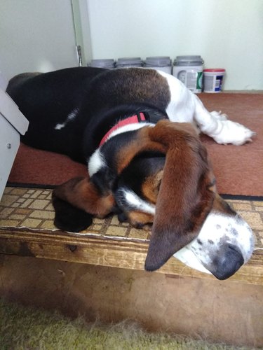 dog sleeping with ear flap covering their eyes.
