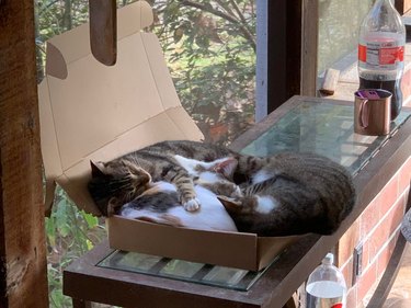 Three cats laying in shallow cardboard box