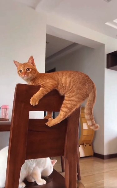 An orange cat is perched on top of a chair.