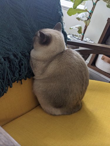 A cat is sleeping upright and facing the back of an armchair.