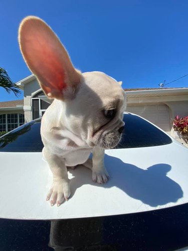 bulldog with big ears sideview
